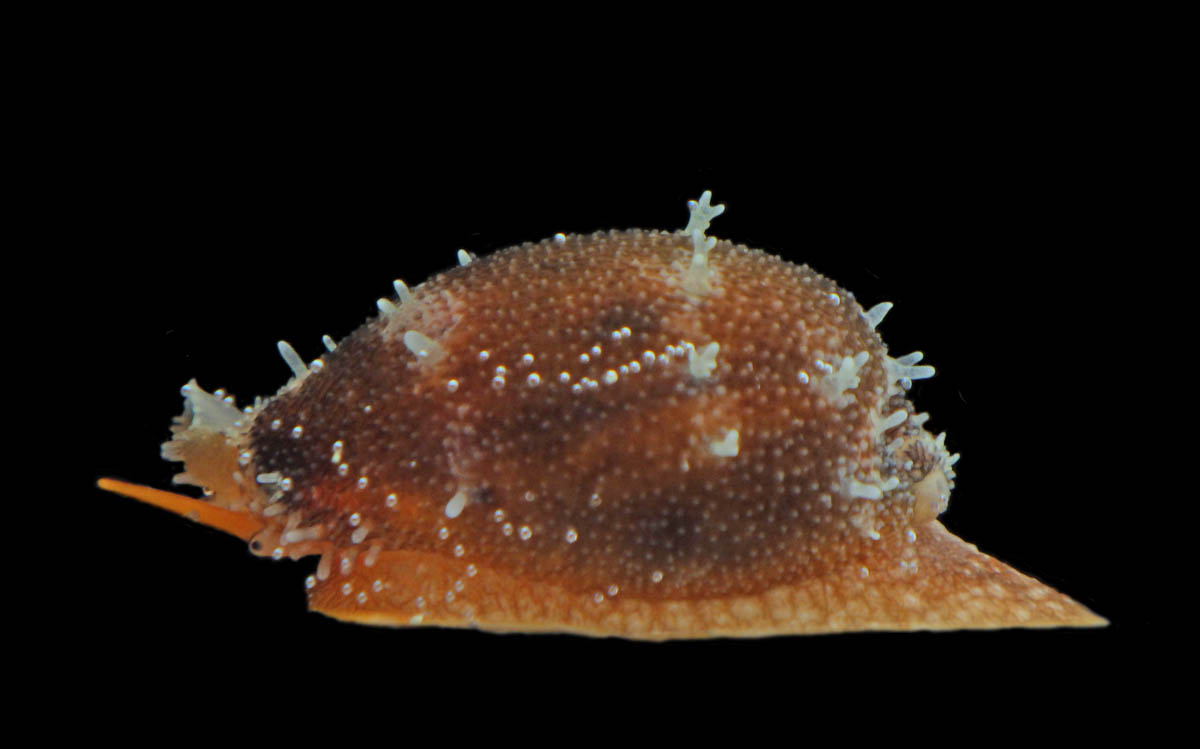 磯の生き物。タカラガイの仲間（？）の生体。貝殻は見知っていたのです