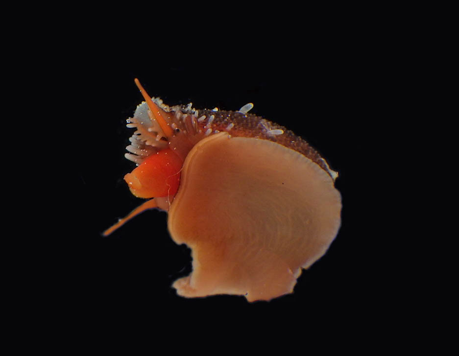 磯の生き物。タカラガイの仲間（？）の生体。貝殻は見知っていたのです