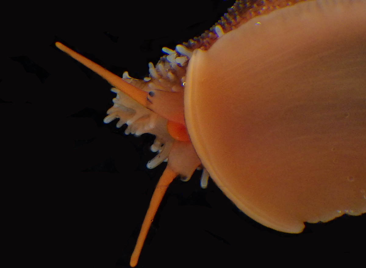 磯の生き物。タカラガイの仲間（？）の生体。貝殻は見知っていたのです