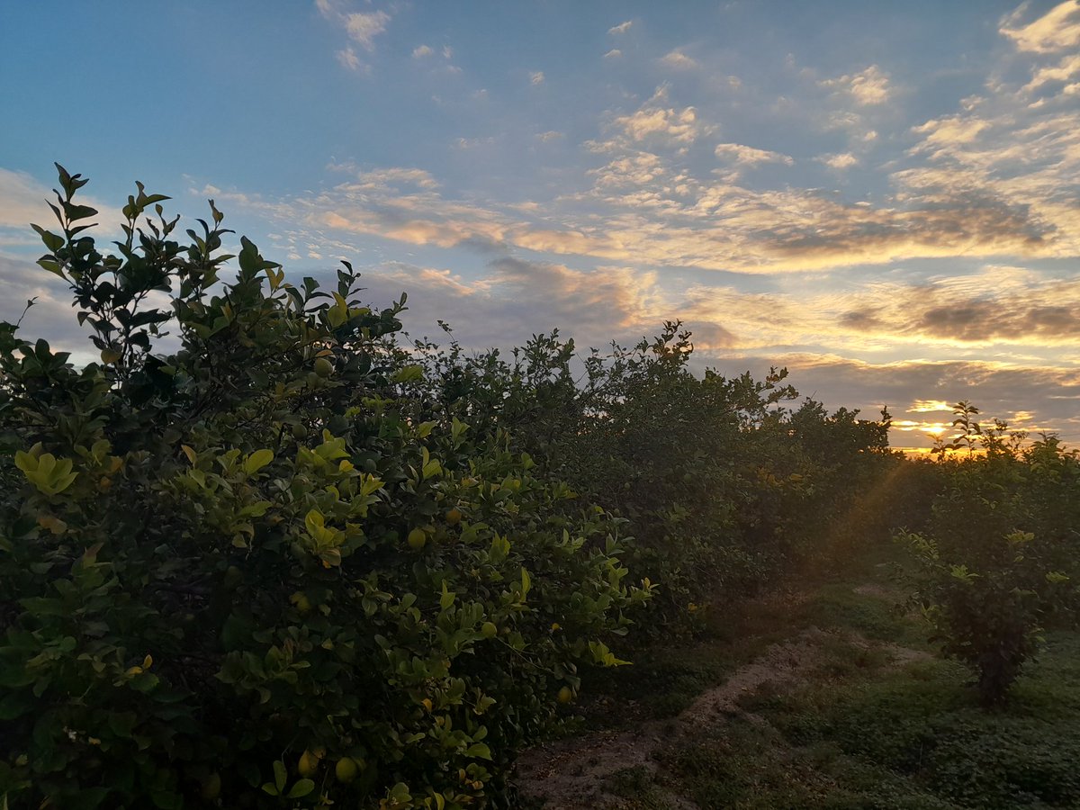CTeando's tweet image. Los rayos de sol juegan entre limoneros.

Maestro Aguayo @aguayo_UM he salido a disfrutar de mañana libre y del frío (en Murcia hace frío), y está foto es tuya. Imposible no acordarme de ti y de tu magia con las palabras y los versos...
Hágase 🩰🙃✨️🪄
