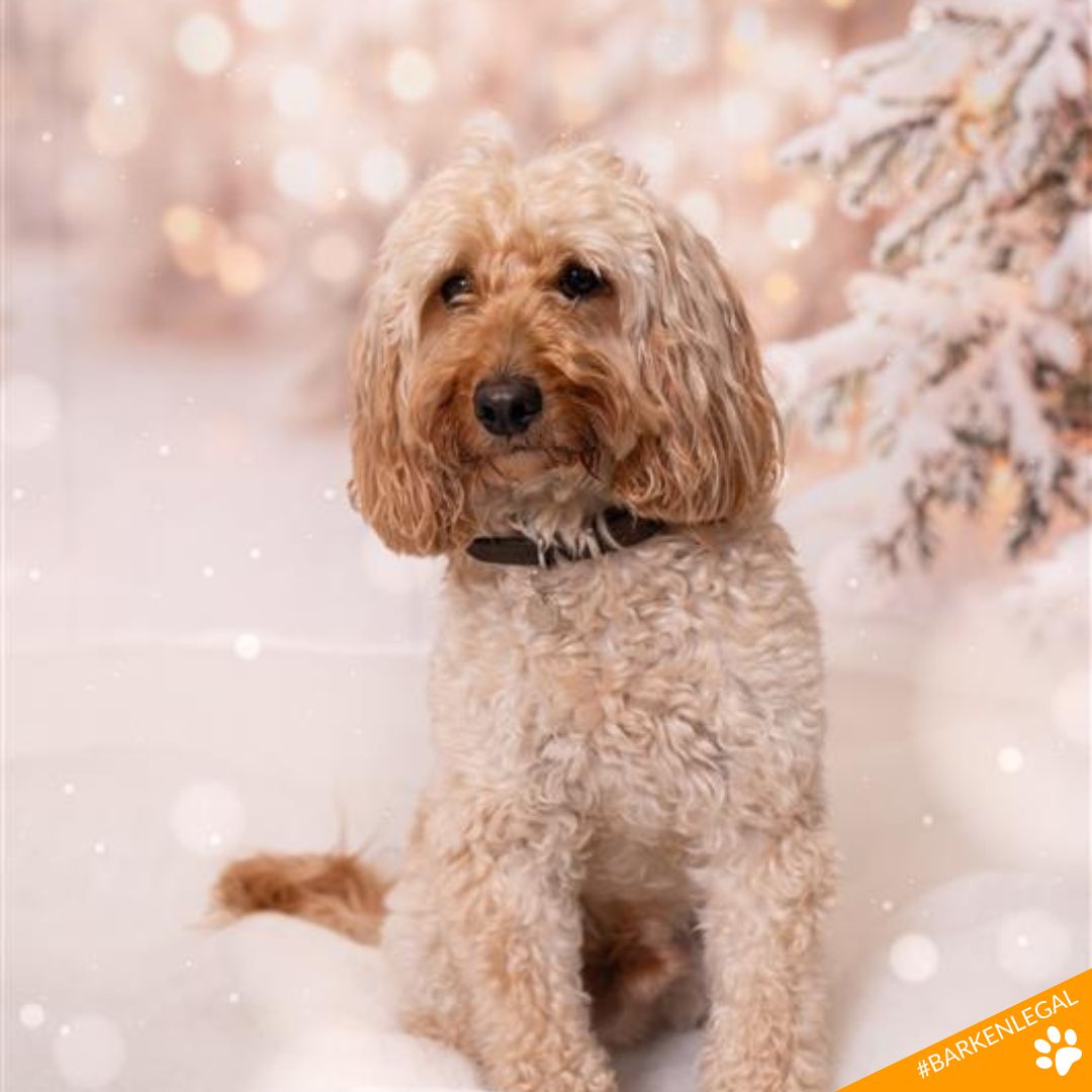 Arken.legal tweet media