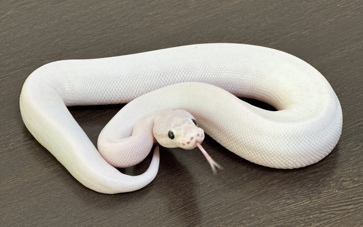 R7.12/20（土）
#でらなごや 販売個体紹介

♂ Pastel Ivory hetClown poss SuperPastel Cinnamon

#ボールパイソン販売名古屋
#ボールパイソン販売愛知
#ボールパイソン
#ballpython
#舗装屋CB