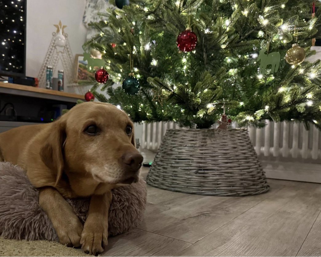 Thank you for your service - salute to RPD Sansa, who has retired following a successful career at <a href="/policedogunit/">Cumbria Police Dog Section</a> . Enjoy those extra biccies Sansa!
orlo.uk/IWIaX