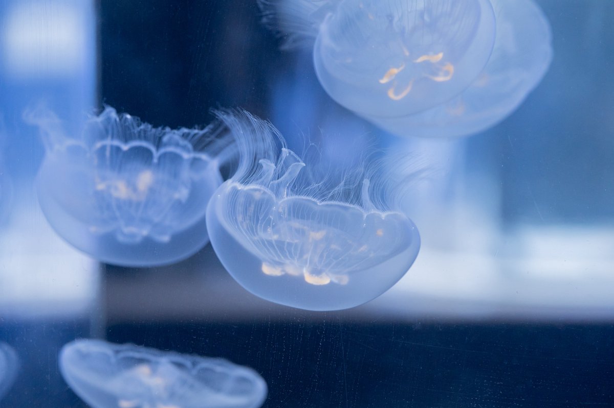aquarium_sora's tweet photo. 半透明のナンヨウミズクラゲが魅力的 https://t.co/w1YBX5DHBZ