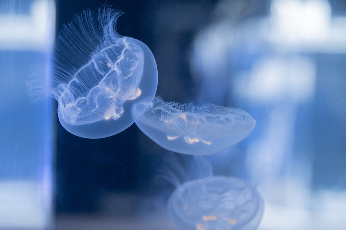 aquarium_sora's tweet photo. 半透明のナンヨウミズクラゲが魅力的 https://t.co/w1YBX5DHBZ
