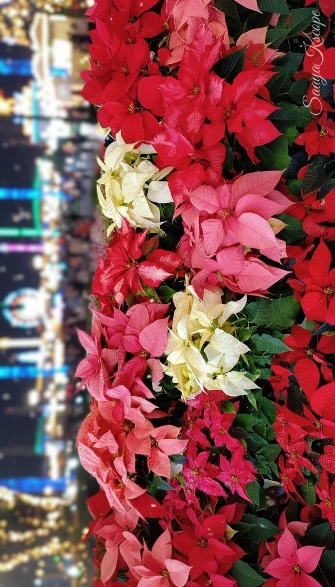 Flowers Community on X - 139.5K Members