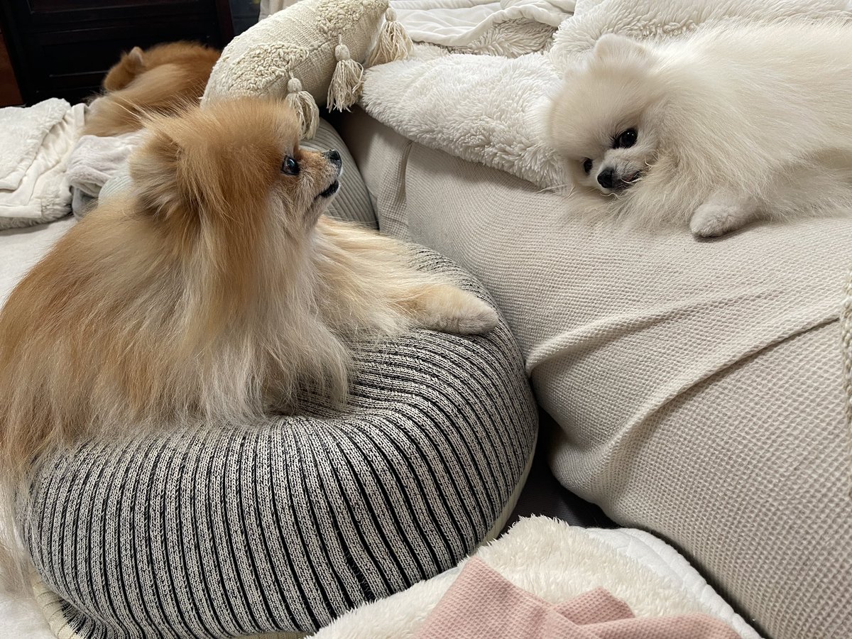 ポメラニアもふもふ3匹 (@ak1toPome) / Posts / X