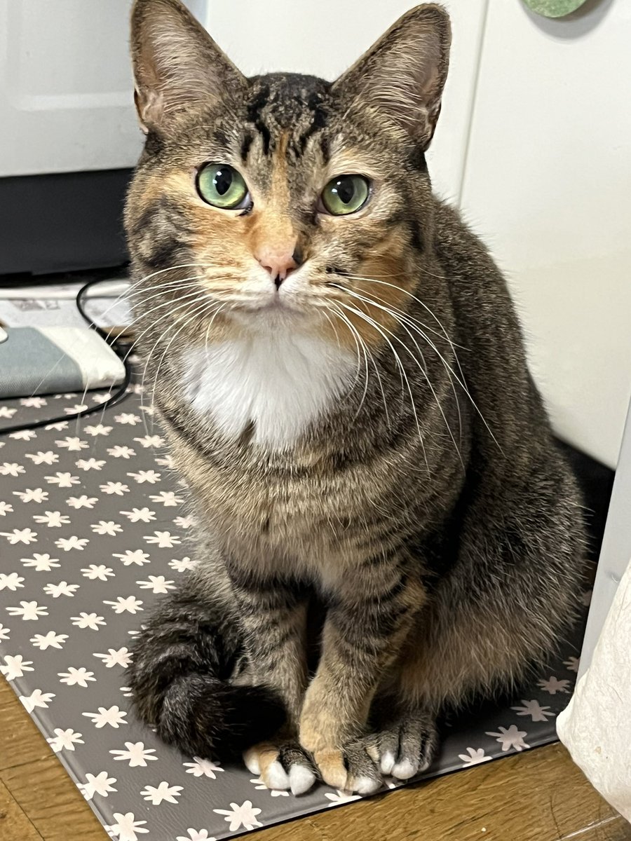 gulminer's tweet photo. 「ミナミの仕返し」

#ミナミ #麦わら猫 
#雜種
#保護猫
#NanoBananaPro
#AIまんが
#manga
#AIイラスト
#Alillustration https://t.co/jI0xOOGGFj