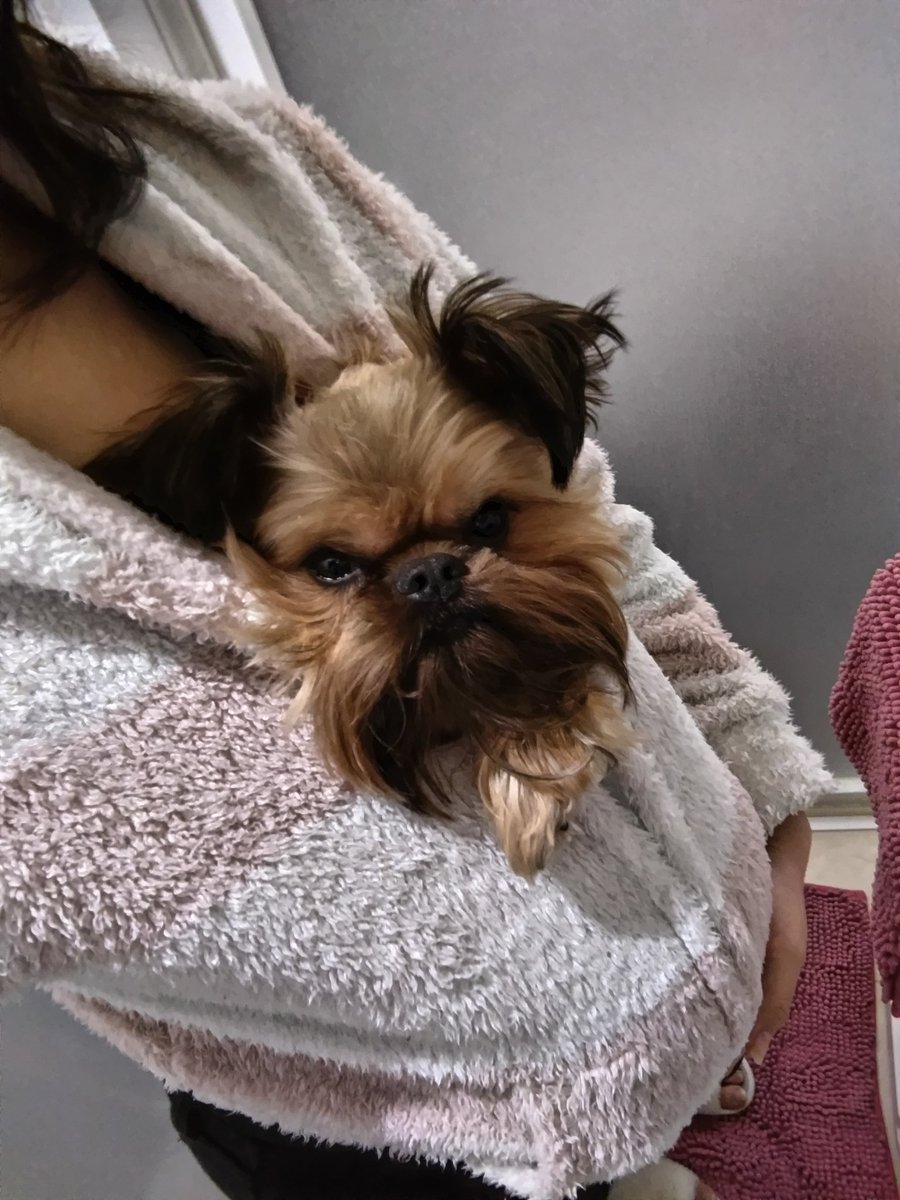 ijin_s's tweet photo. 寒いと家事が嫌になる🌬+❄=🥶

そんな時は犬を上の服に入れてみるとどうでしょう🎶
あれ?温かい
大人しく入ってくれるので、家事も捗る🎶

 #ブリュッセル・グリフォン
 #ブリュッセルグリフォン
#犬のいる暮らし https://t.co/fYwbm6q5eJ