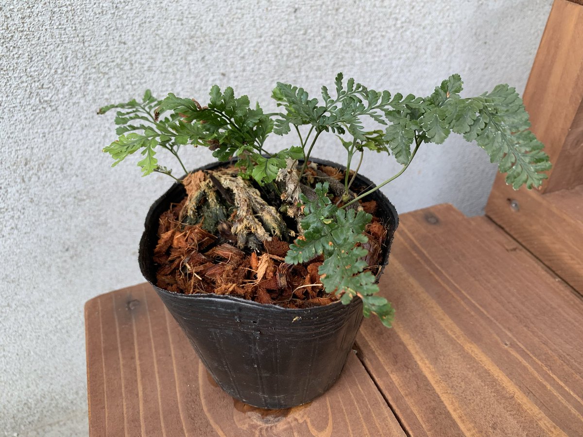 #トキワシノブ(猫の手シノブ)♥︎ 楽天市場】トキワシノブの変異種！「猫の手（石化シノブ）」ときわ