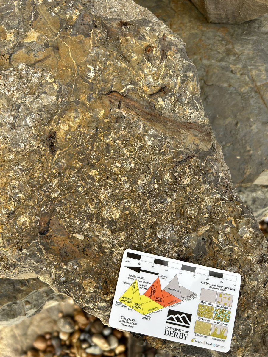 Annette Lokier tweet media