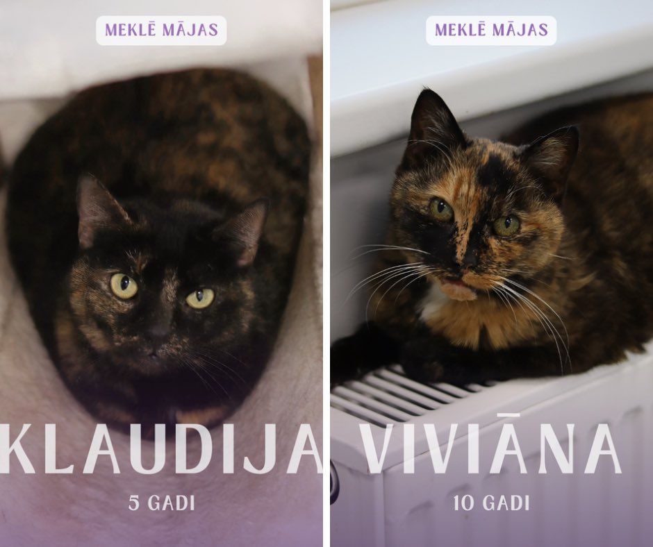 🎄 Līdz Ziemassvētkiem atlikušas vien divas nedēļas - īstais brīdis uzdāvināt brīnumu kādam, kurš to tik ļoti gaida!

😻 Mēs esam vienīgā bezbūru kaķu patversme Latvijā! Pie mums kaķi dzīvo brīvi mājas dzīvei pietuvinātos apstākļos: pastaigājas, draudzējas, rotaļājas, snauduļo