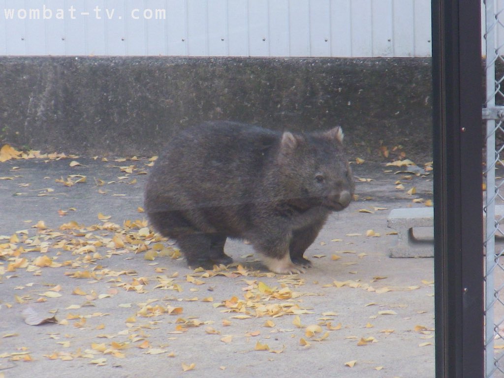 3年前の今日の3㌆ず #wombattv