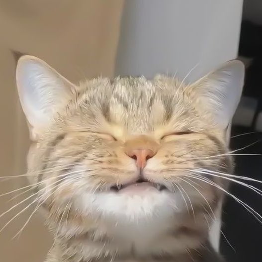 minestarryglow's tweet photo. Mischievous 🐶 &amp; Squinty🐱 https://t.co/iraRNC8WPN