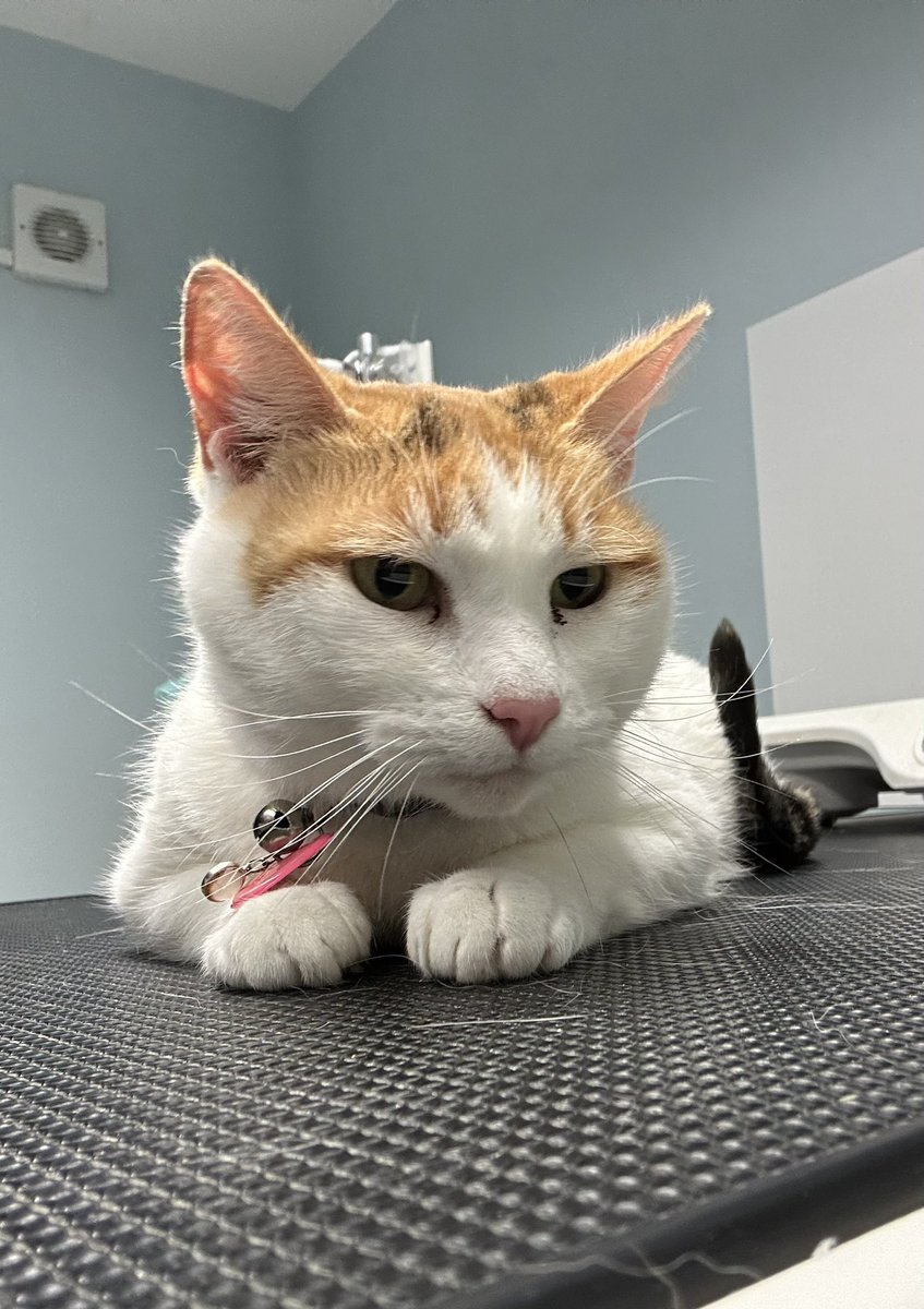 I had to go to the vet on Monday, the vet said I have cystitis so now mother has to give me meds 🐱 #Unwell #YuckyMeds  #CatsOfTwitter #CatsOfX #CalicoCrew #Calico #Cat #Cute