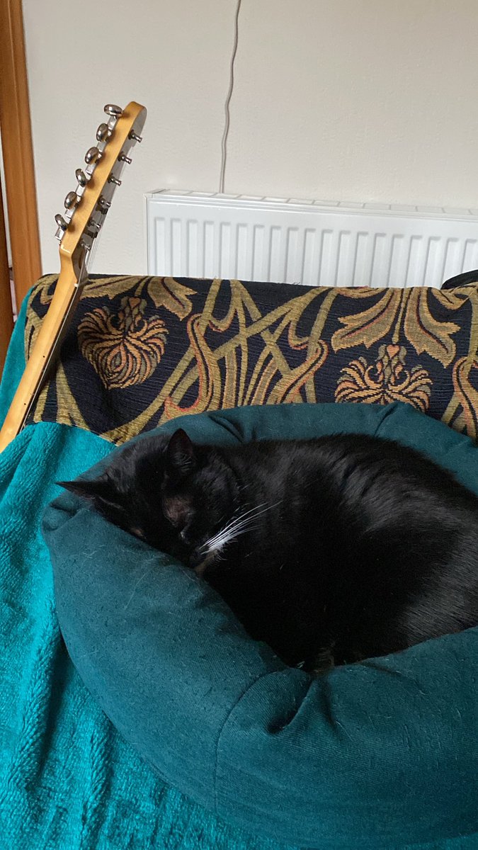 ScottKerrWayUp's tweet image. Cats just have it sussed  #FridayVibes