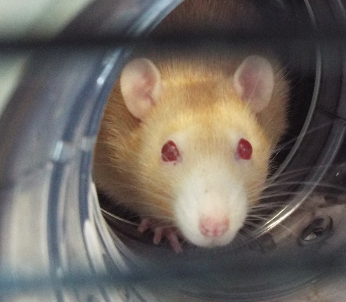 BleakholtF's tweet photo. We've had a lost rat brought in, he was found trying to get into a garden shed for shelter. He's in good health, with a very nice ginger coat, but he's quite timid which is understandable, we've called him Robin, he'll need a new home if not claimed. #RATS #FridayFeeling  🐀🐭 https://t.co/bBA6xYbJA1
