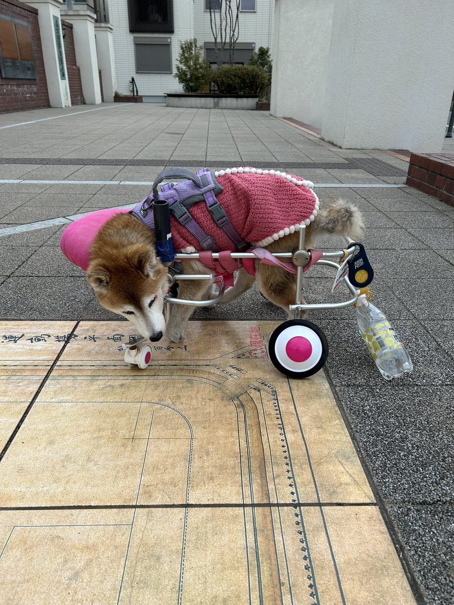 104aki (@shibaichigo) / Posts / X