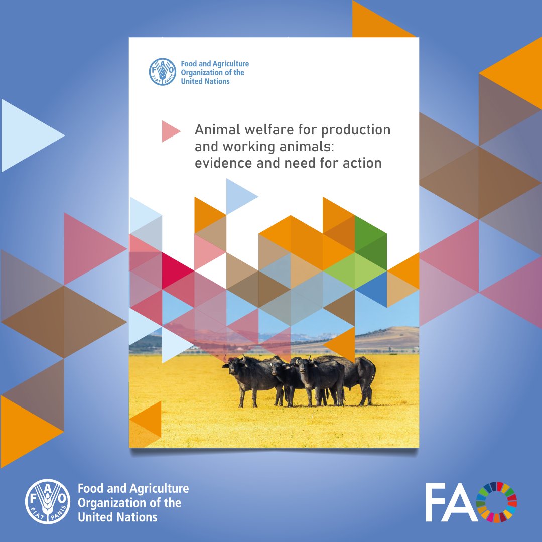 FAO Livestock tweet media