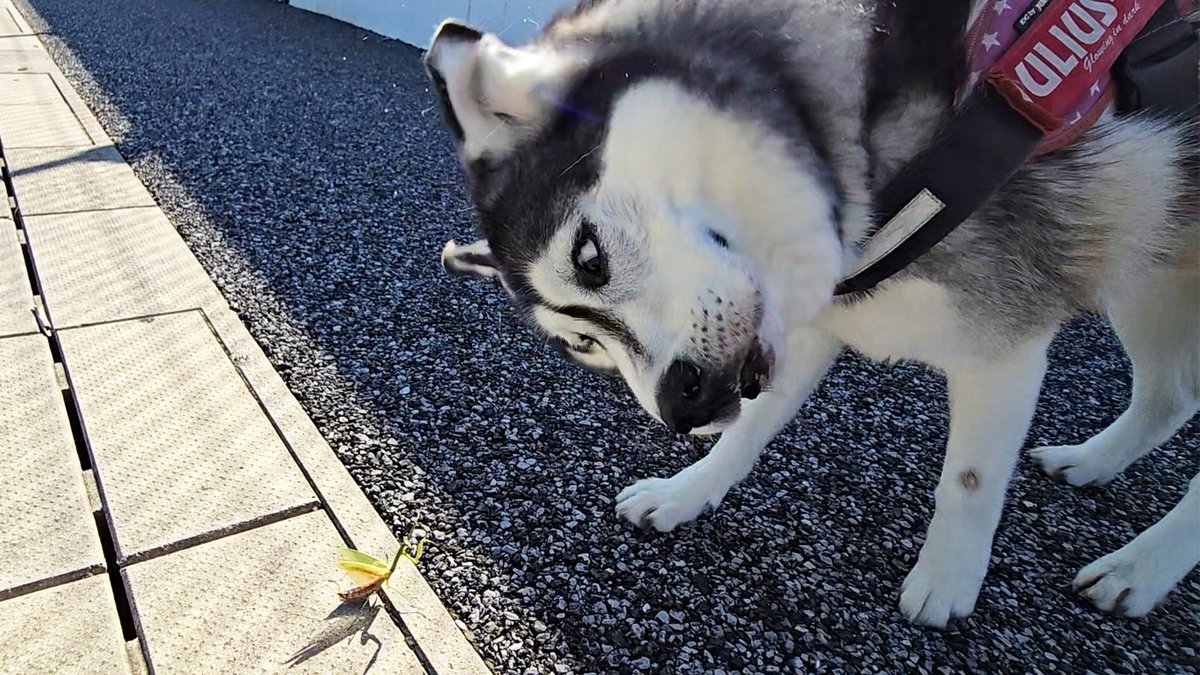 ちびたろう (@chibitaro1109) / Posts / X