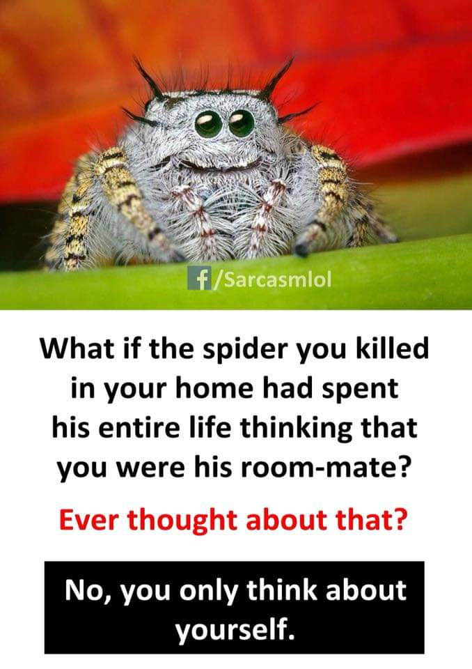 Morticia Addams (@smrtisa) on Twitter photo 