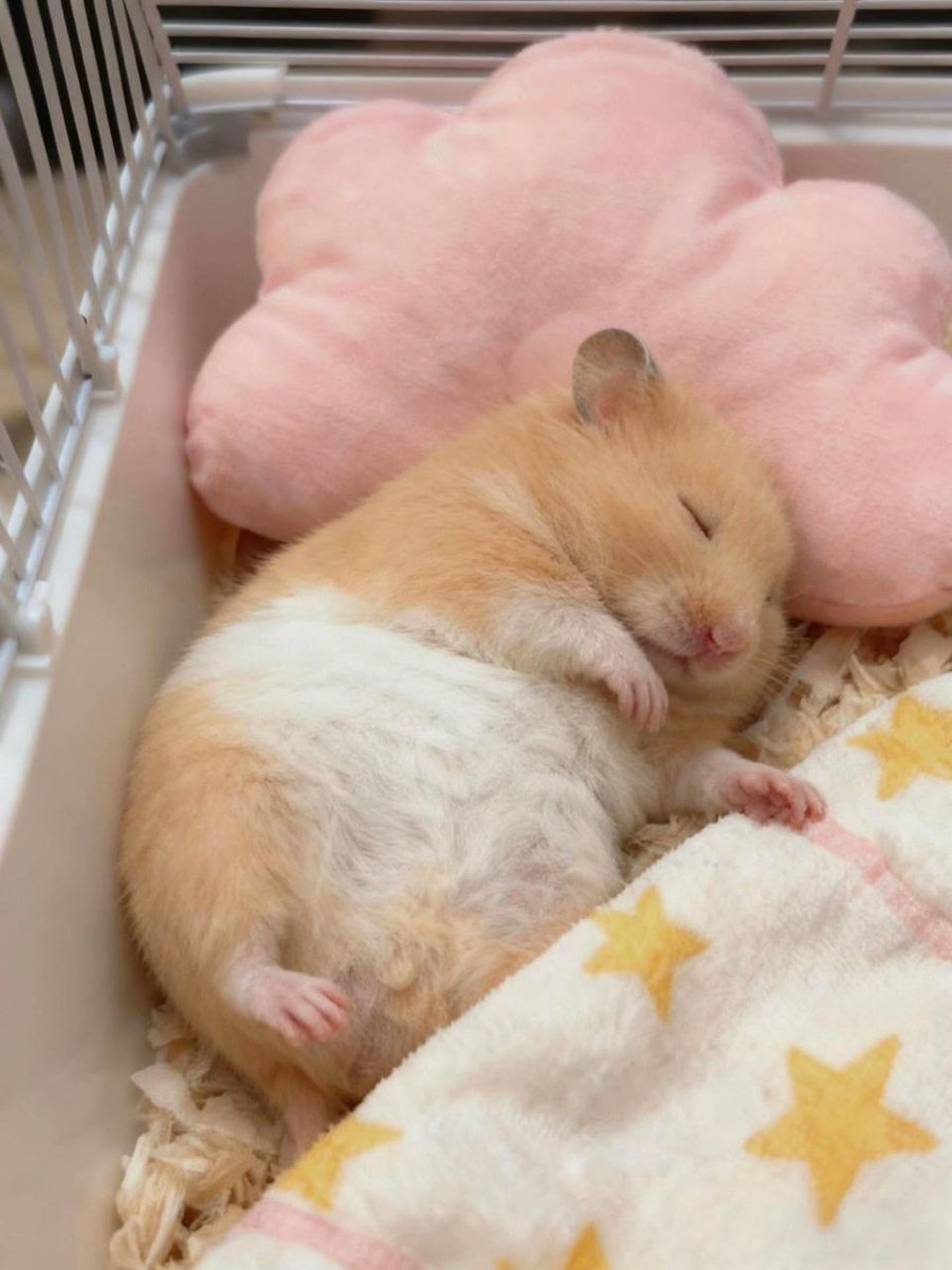 Tweets Of Hamster tweet media