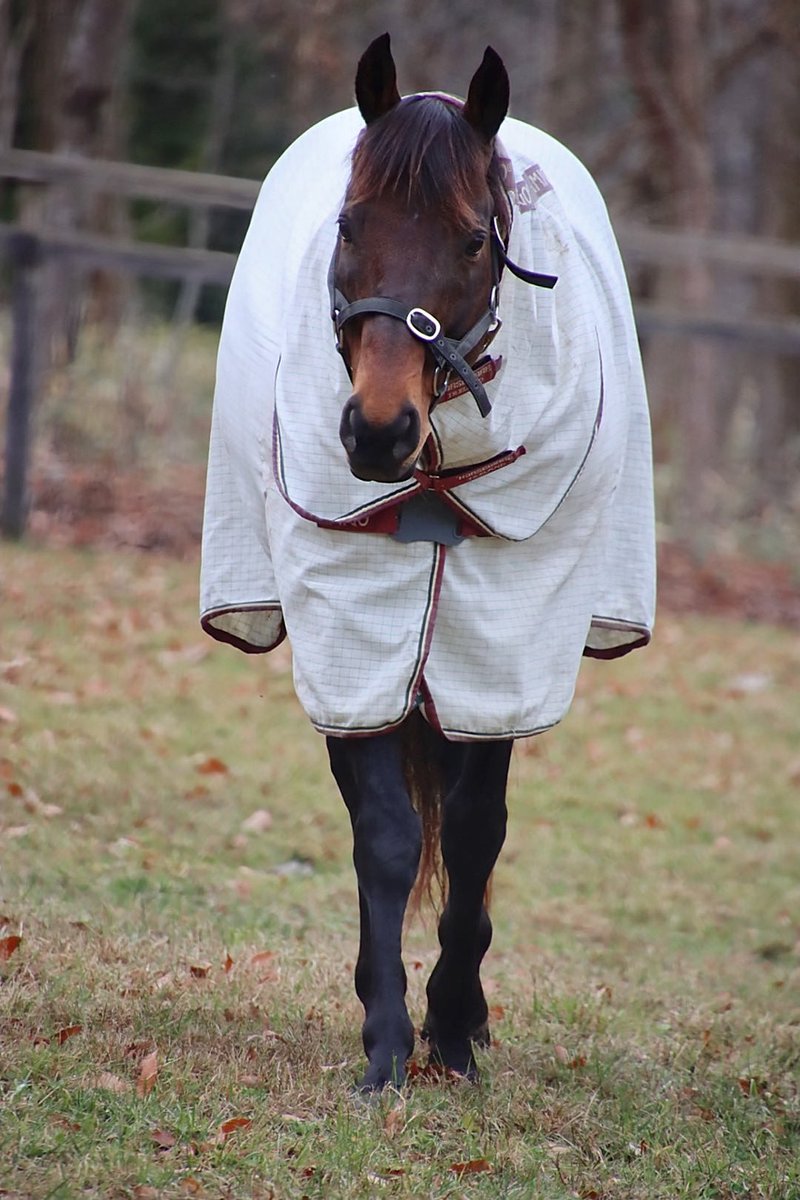 オルフェーヴルさま確認ページ♡ Cutie