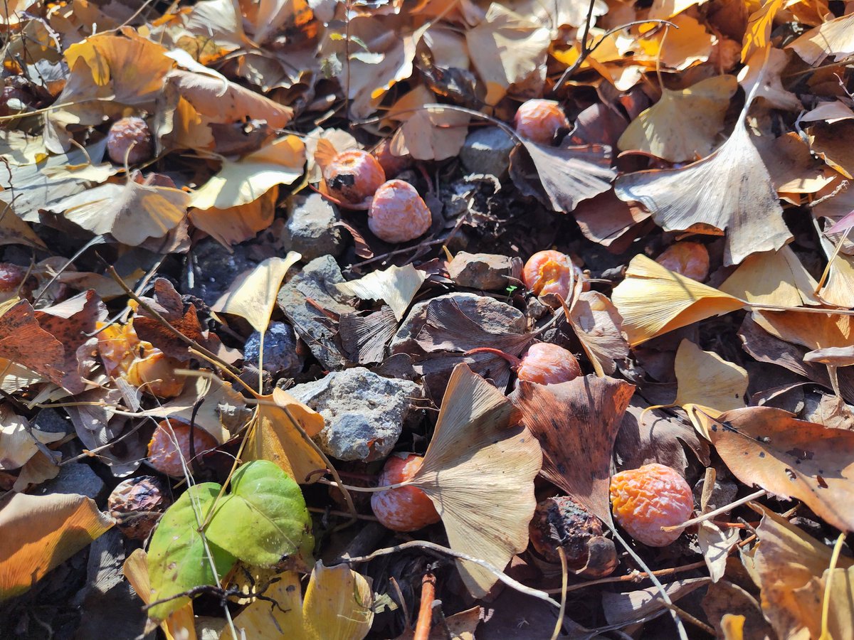 Blue Nile Gear | 代表香本 (@BlueNileGear) / Posts / X