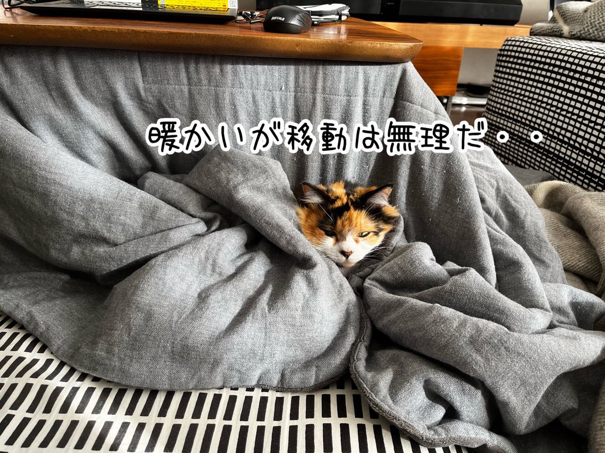 ねこねこ空港 (@nekoneko747) / Posts / X