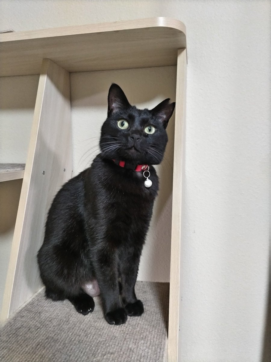 最後に妹宅に2年前に保護されたねこさま(ゆめ)を引き受けたそうです