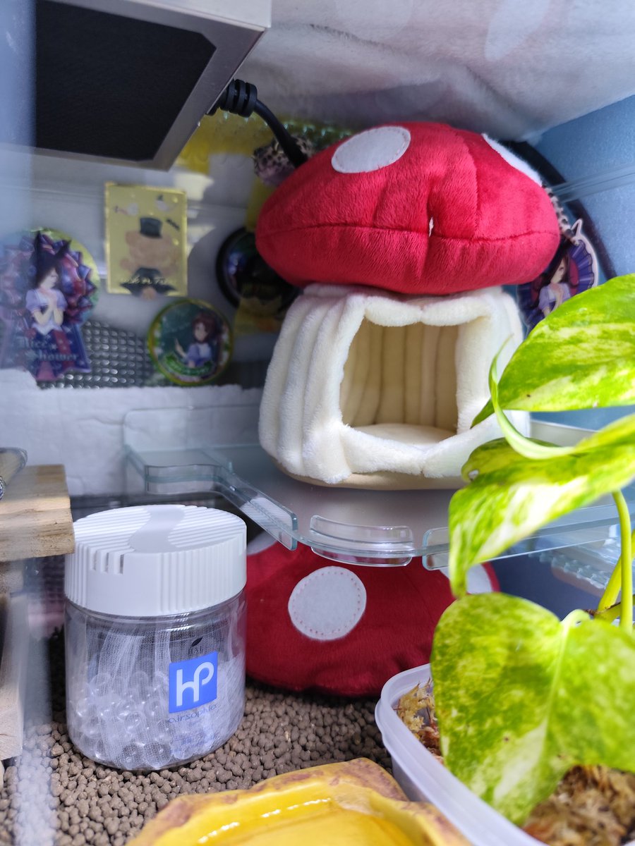 きのこ の 下に きのこ あるんですよ…