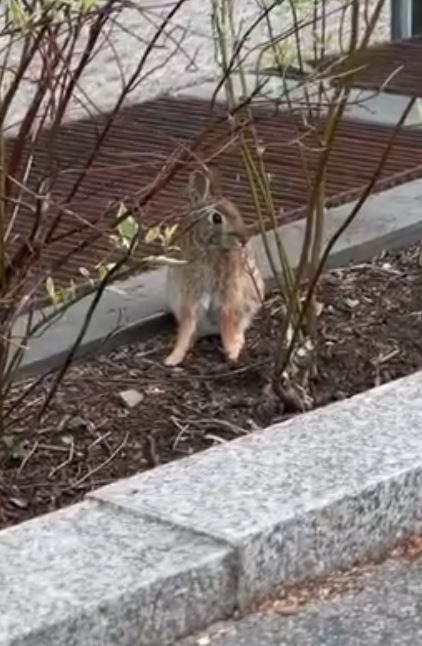 Έκανε την εμφάνισή του στον κήπο του πανεπιστημίου μία εβδομάδα πριν. Τον πλησιάσαμε και μας πλησίασε δειλά-δειλά. Αποφασίσαμε οι συνάδελφοι και εγώ να τον υιοθετήσουμε από κοινού. Ιδέες για ονόματα; #AmericanDads
