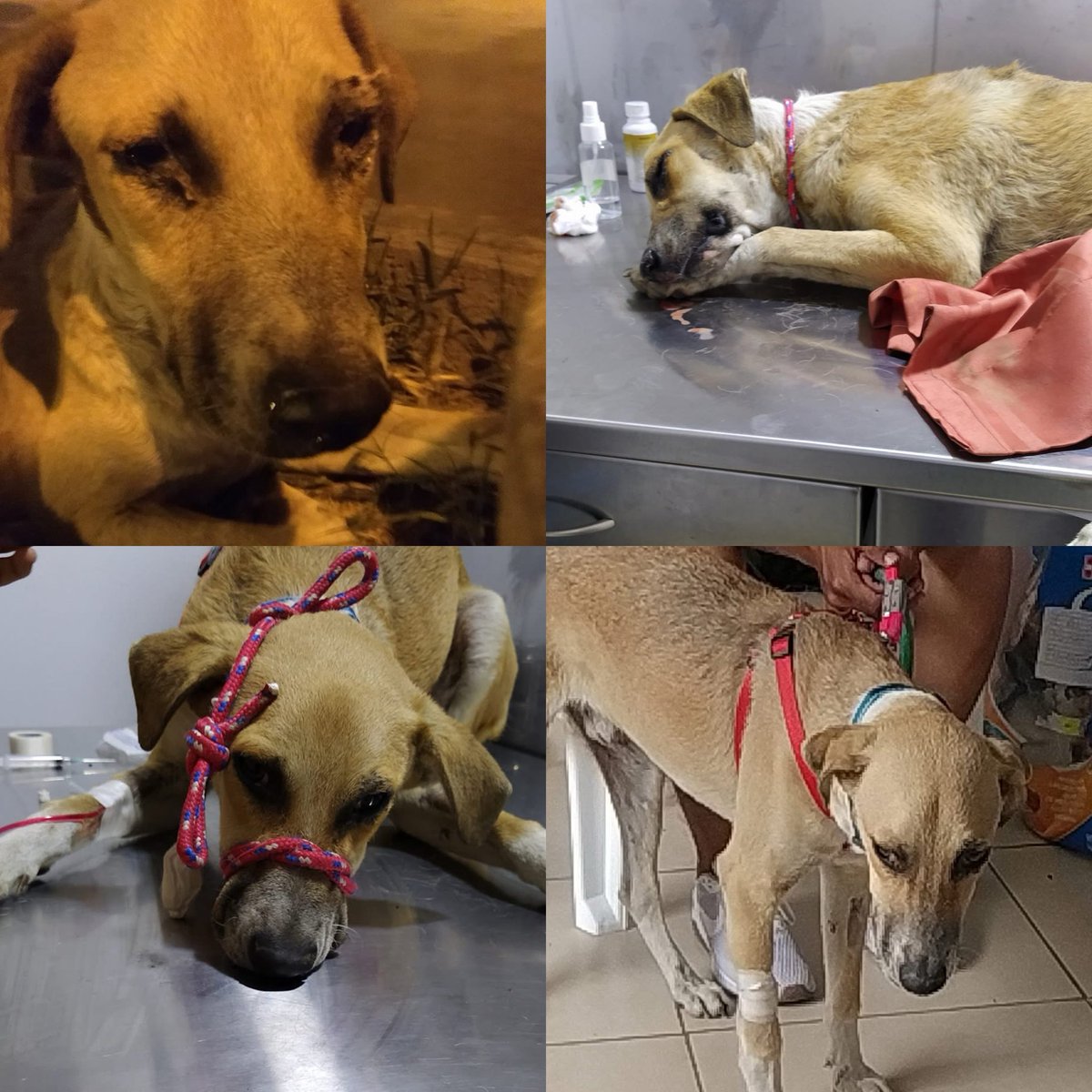 Con el responsable de todo lo que soy hoy por los animalitos… él fue quien me abrió los ojos a la realidad. Al que nadie quiso adoptar por ser grande y mestizo. Pero aquí estamos: en febrero cumplimos 6 años juntos. Ya se está convirtiendo en un adulto mayor y seguiremos remando