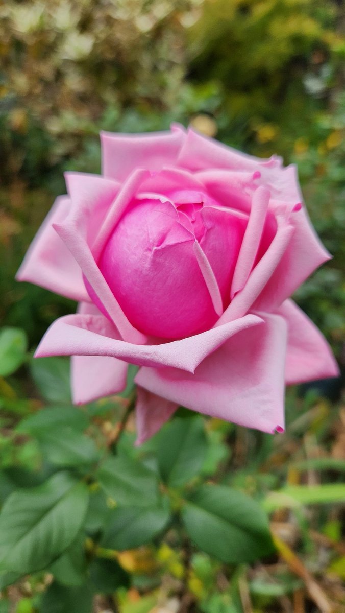 今日キレイだったバラ🌹 #ラフランス 開きそうで開かない😅 #薔薇 #花