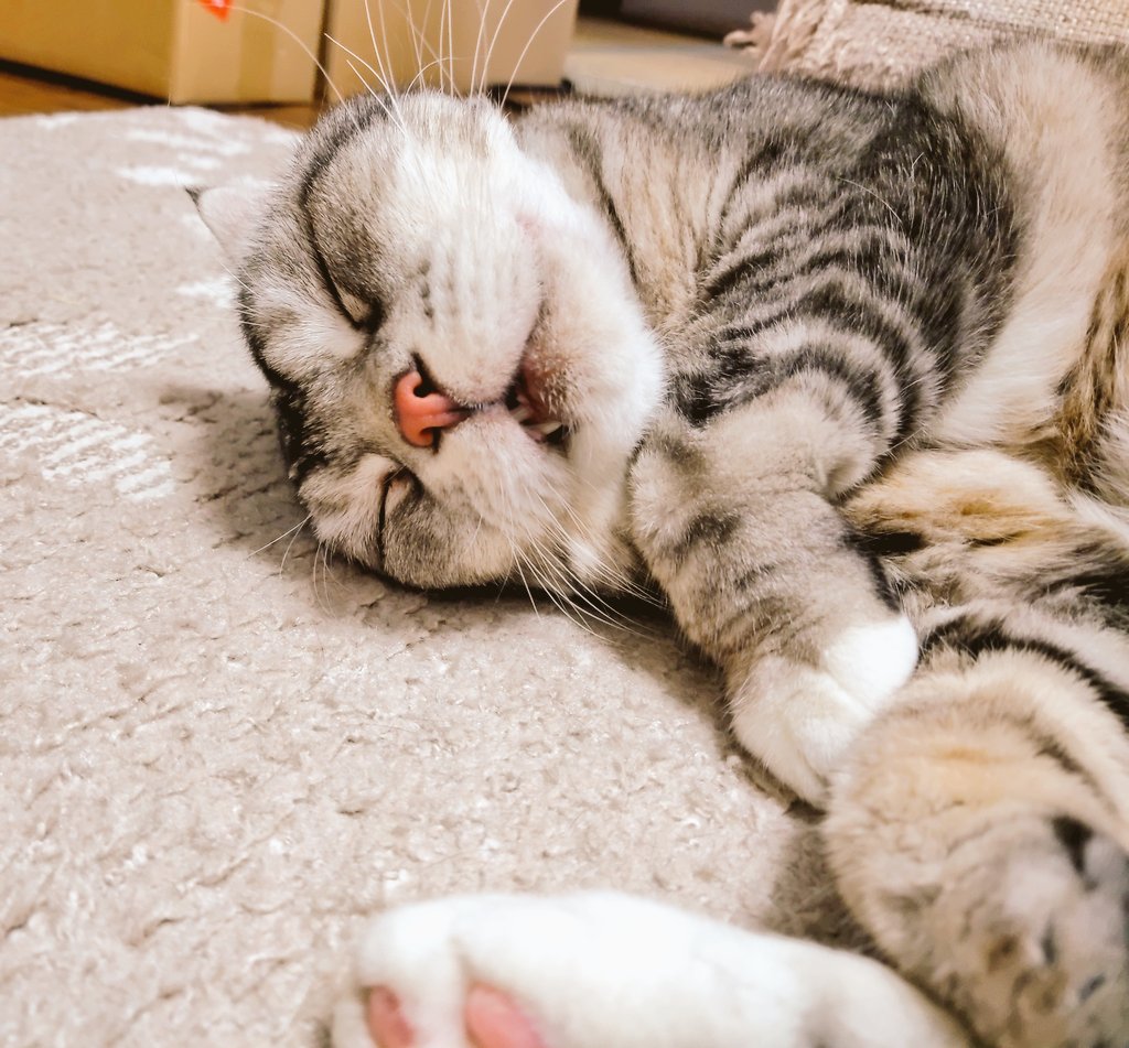 daikichimaruhan's tweet photo. #猫のいる生活 
良い夢見てます！ムフフ https://t.co/EY20HqNRan