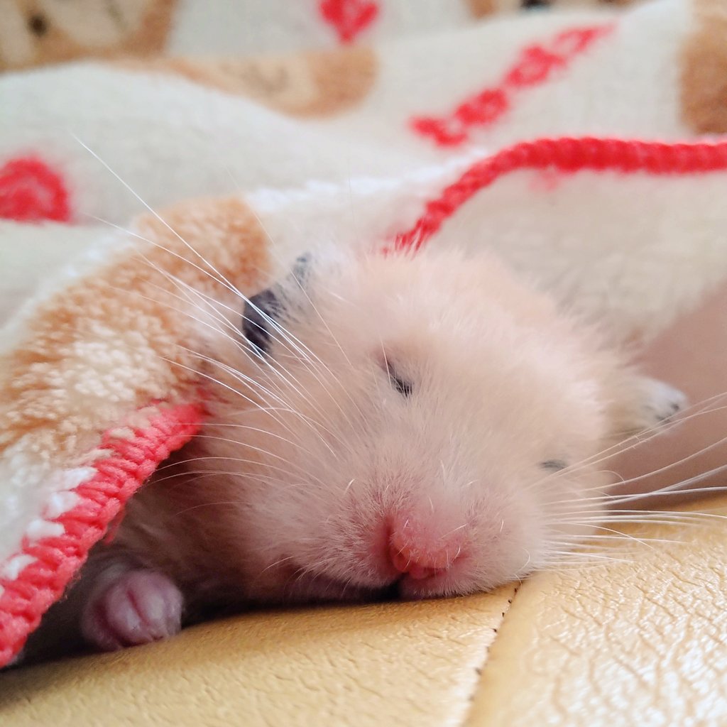 putaro_pujiro's tweet photo. ソファーで寝やんで
ベッド寝ぇーや
風邪ひくぞー
#ハムスター　#hamster https://t.co/4xmehUcR7t