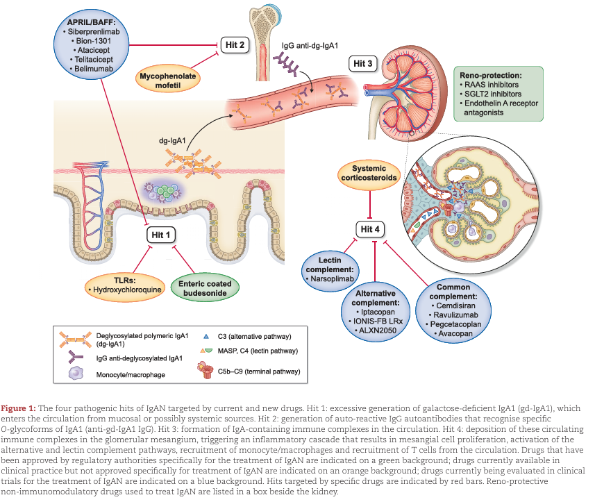 NDTsocial's tweet photo. IgA nephropathy in adults: treatment standard

https://t.co/8RsNgK6jkZ https://t.co/UDxsyij90Z