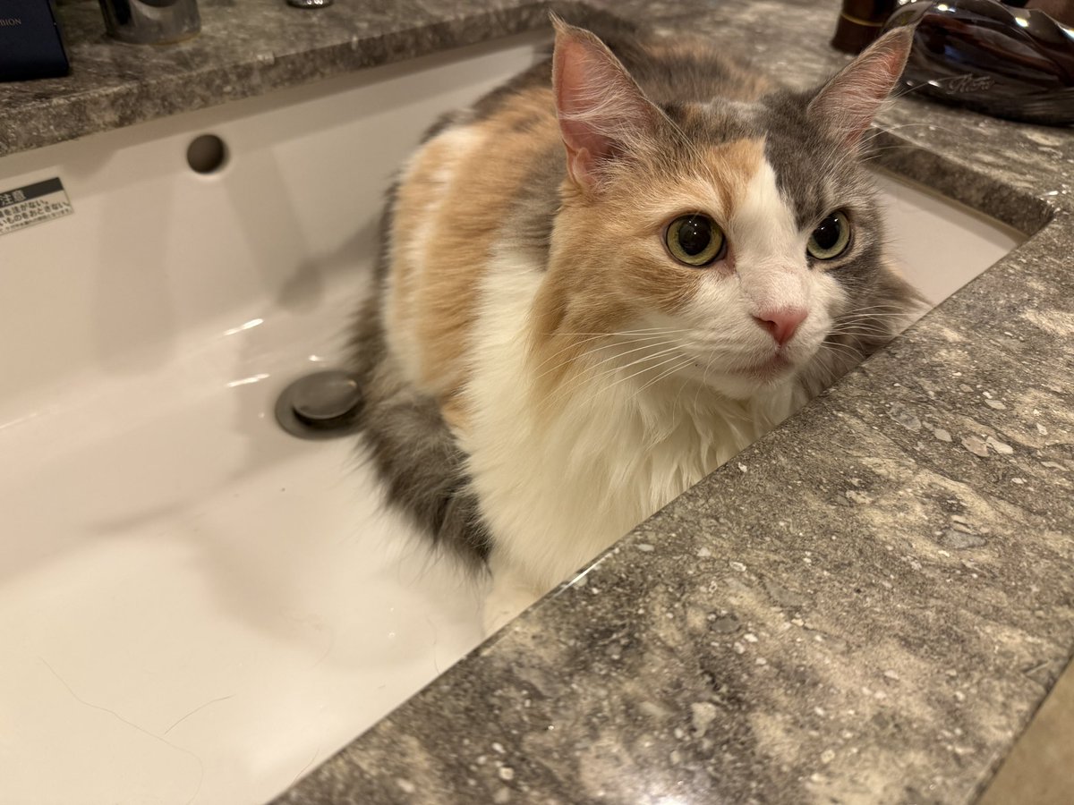 ポケカメン@ちょこらび (@GC5R5OGIKgV0yvz) / Highlights / X