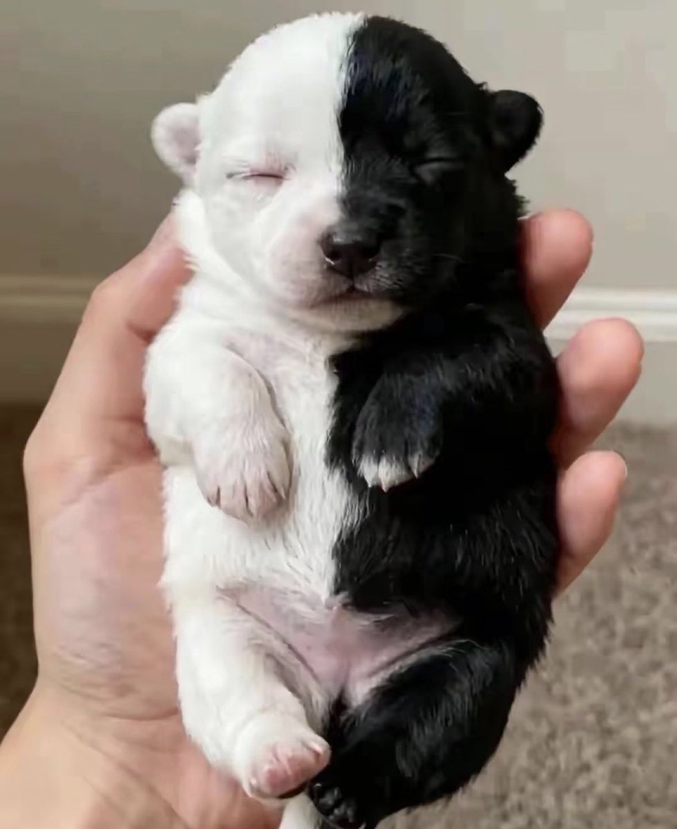 sciencegirl's tweet image. What would you name this pup