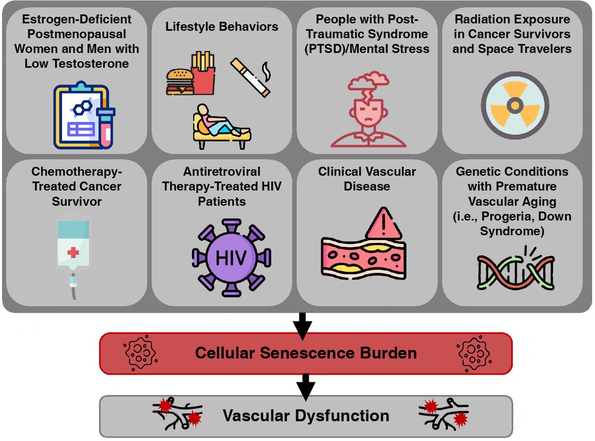 JCA_Journal's tweet image. 🧬 New in JCA

Mechanisms of cellular senescence-induced vascular aging: evidence of senotherapeutic strategies

Read more: oaepublish.com/articles/jca.2…

#CardiovascularAging #Senescence #VascularHealth #Senotherapy #JCA