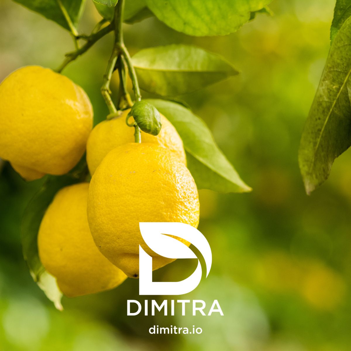 Ruhan Maree tweet media