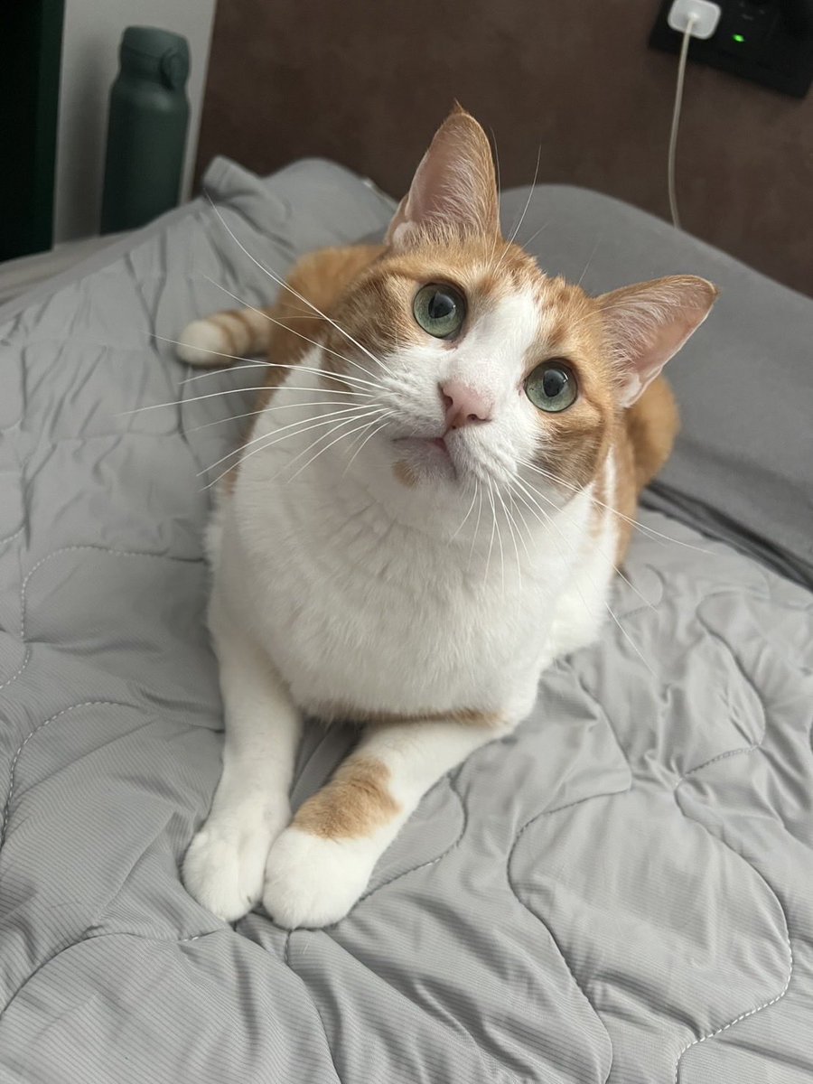 ぽーの呟き…ときどきテト (@kk26647297) / Posts / X