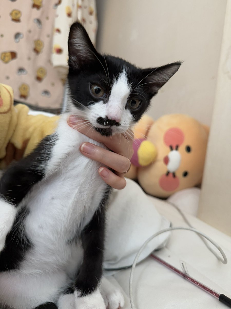 코에 모래 묻히고 웅니 침대로 달려온 고양이 누구야
#입양문의는프로필링크참고❤️
#임보냥_야금 #입양홍보