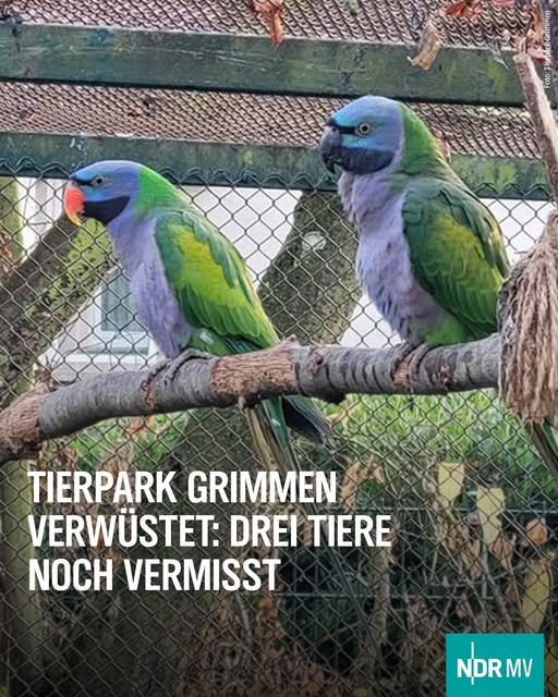 Grimmen  18507
Tierpark verwüstet... Drei Tiere noch vermisst
Kopie:
In der Nacht von Sonntag auf Montag wurden alle Gebäude mit Holztüren aufgehebelt, darunter das Erdmännchengehege, die Kaninchen- und Schweinestallungen sowie die Unterkünfte der Meerschweinchen. Zudem wurde mit