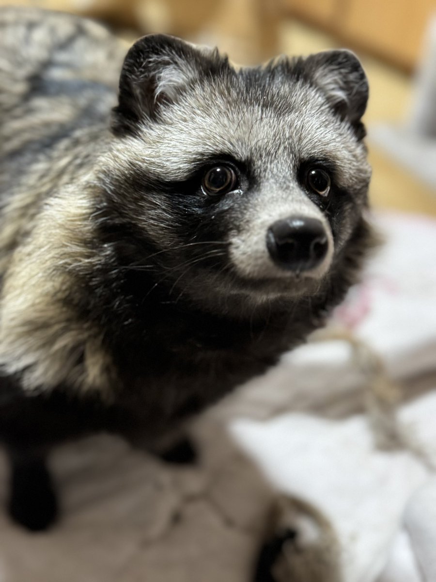 たぬき大好き健速素戔嗚命 (@Tantantanuki444) / Posts / X