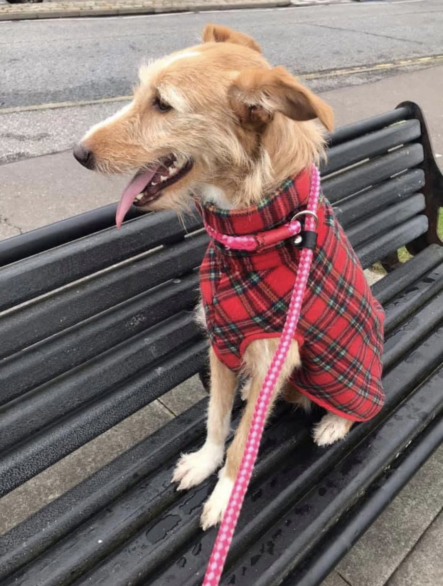 DTM_Teeny's tweet photo. My sweet girl was recently diagnosed with CCD or doggy dementia. 

Truly hope her meds start to kick in soon, to help her cope with her episodes, takes 6-8 weeks for them to start working! There’s no cure but we can try make her life easier with what time we have left! 😭 https://t.co/rMNrq6NWlK