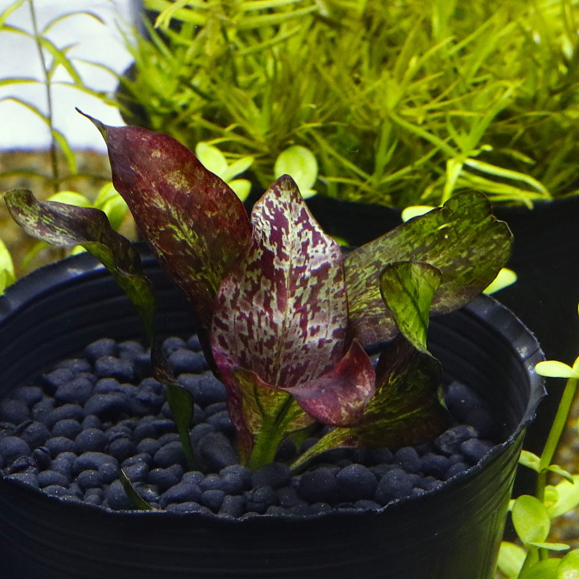 ちょこ　エキノ エキノドルス・'Nazgul' Echinodorus 'Nazgul' ひとつ沈めてみました