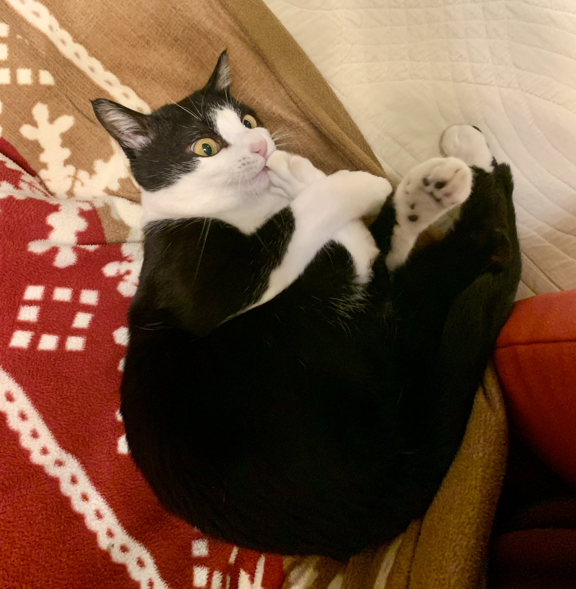 カツオ@ハチワレ (@katsuo779) / Posts / X