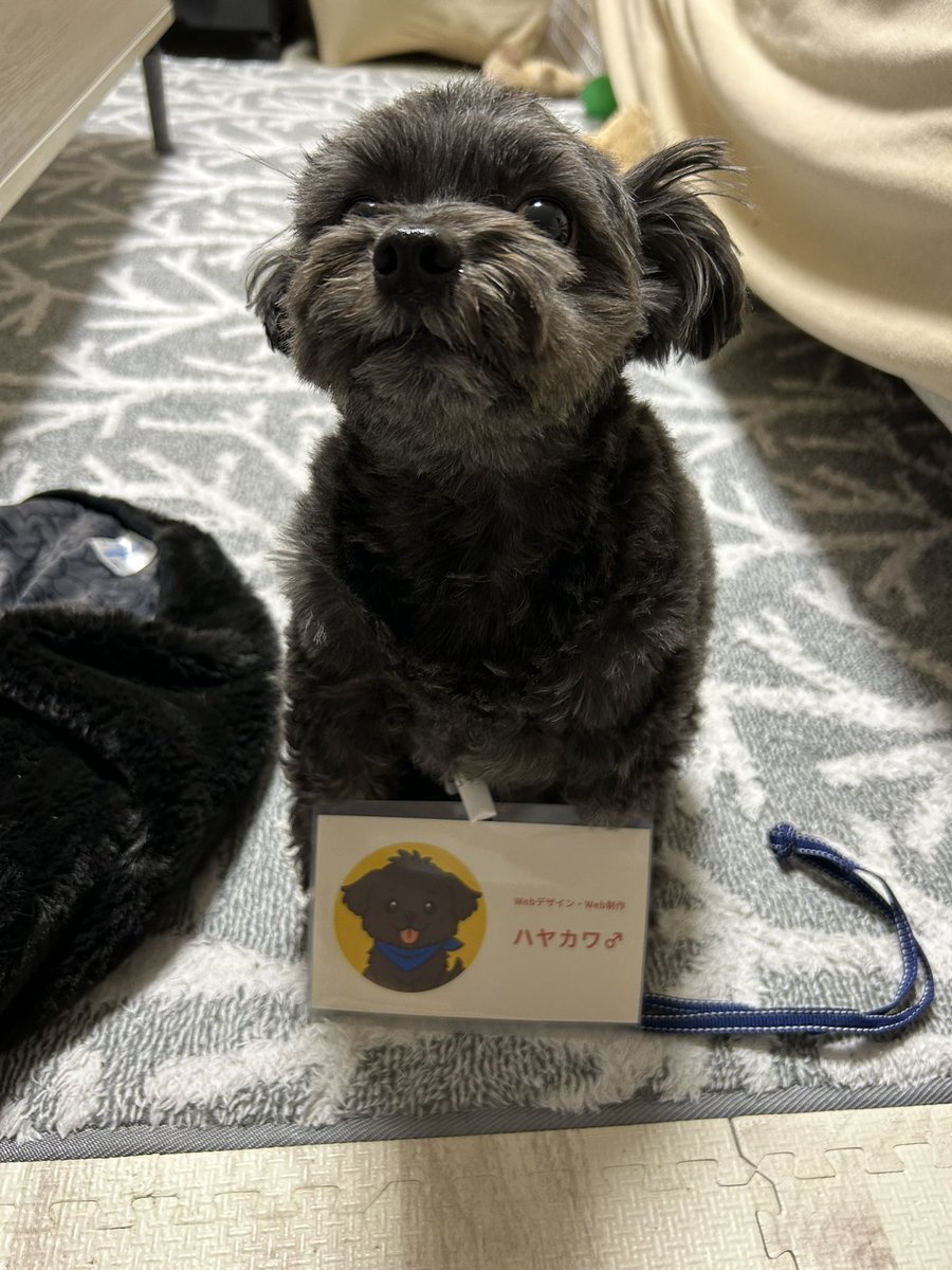 Image for the Tweet beginning: 明日のデイトラ東京忘年会に参加させて頂きます🐶
もうすでに緊張していますが、
みなさんにお会いできるのが楽しみです☺️

#デイトラ東京忘年会
#デイトラ
 #デイトラコミュニティ 