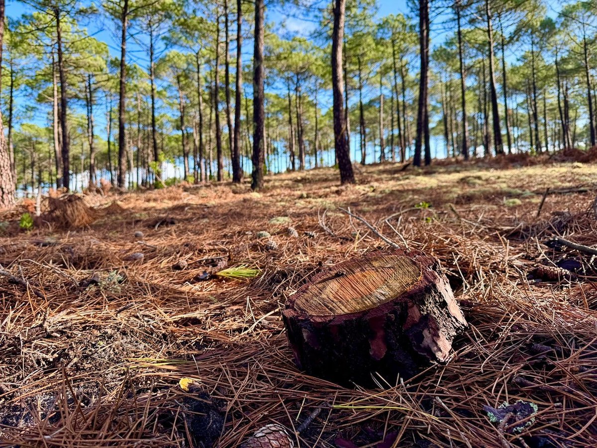 #Nématode 🌳| Afin de prendre en compte les différentes contraintes techniques et compte tenu de la situation sanitaire liée au nématode du pin, le préfet de #NouvelleAquitaine, a signé un arrêté modificatif qui décale la date limite pour la réalisation des opérations d’abattage,